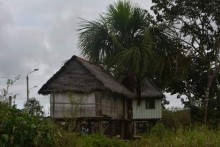 3 p'tit jour dans la jungle - Amazonie